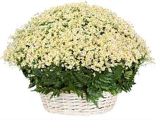 Цветочная композиция из Ромашки в корзине #REPLACE_PRED# Талинке